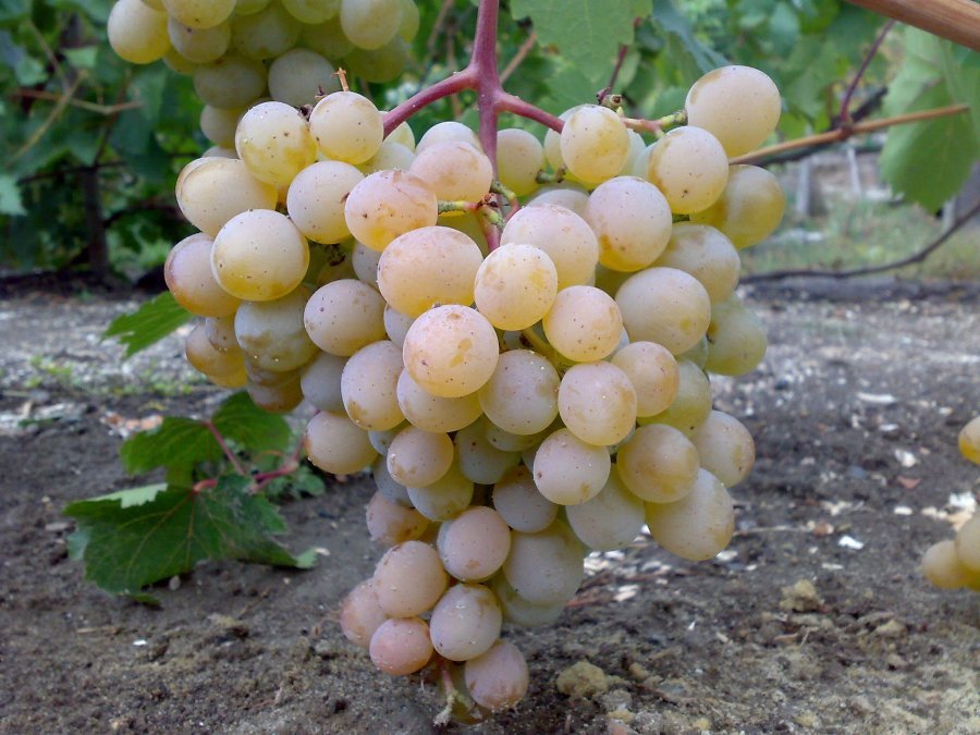 Hunger grapes