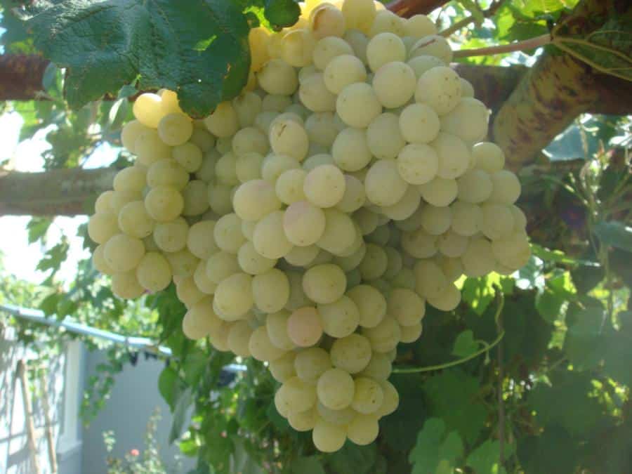 taifi grapes