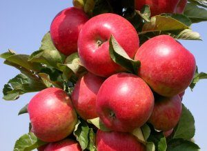 Elitinių stulpelinių obelų veislės aprašymas ir savybės, auginimo regionai