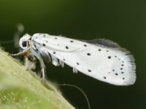 Apple moth