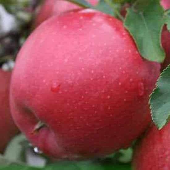 nogatavojies ābols