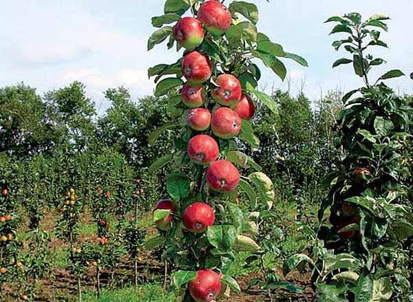 odroda jabĺk elita