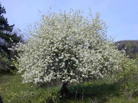 čerešňové kvety
