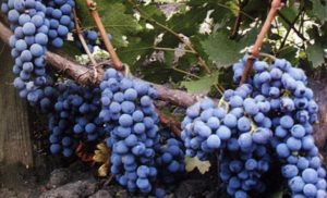 Cabernet Sauvignon vīnogu šķirnes apraksts un īpašības, audzēšanas reģioni un stādīšanas noteikumi
