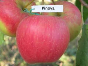 Beskrivelse og karakteristika for sorten Apple Pinova, dyrkning i forskellige regioner