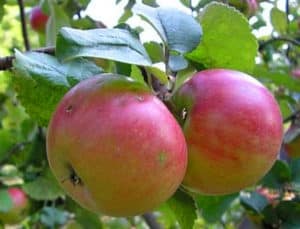 Karakteristike sorte jabuke Renet Chernenko, opis i područja uzgoja