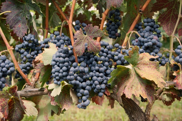 Tempranillo szőlőfajta
