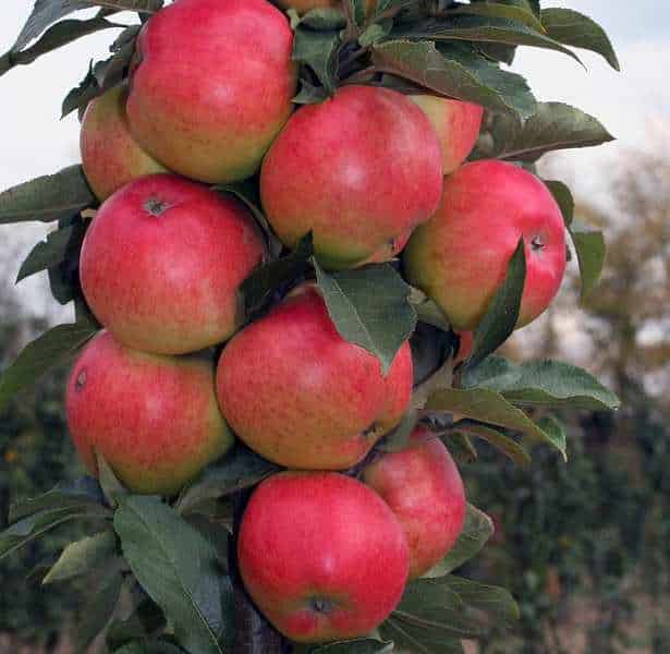 sarakkeellinen omenavaluutta