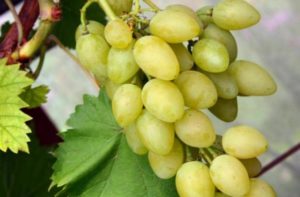 Beschrijving van variëteiten en kenmerken van Muscat-druiven en teeltkenmerken