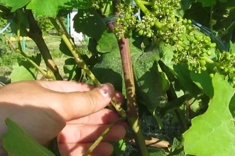 Kāpēc vīnogas ir jāiespiež jūnijā un jūlijā un kā pareizi noņemt liekos dzinumus