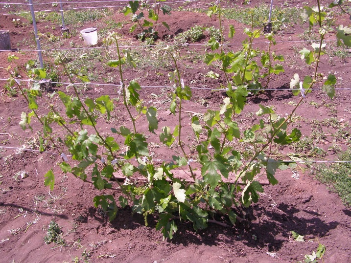 arbusto de uva
