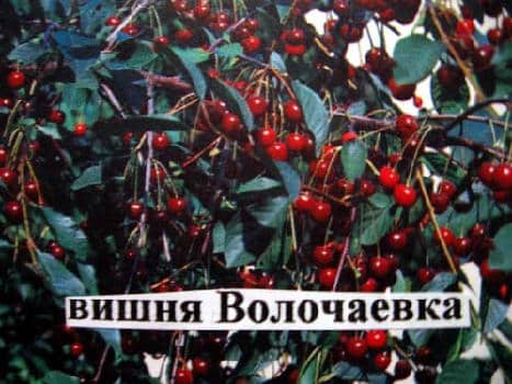cherry volchaevka