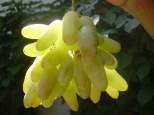Opis odmiany winogron Paluszki damskie i cechy charakterystyczne białego i czarnego Husayne w stanie dojrzałym