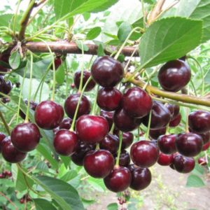 Beskrivelse af fordele og ulemper ved kirsebærsorten Kharitonovskaya og egenskaberne ved udbyttet