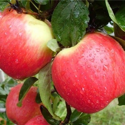 prima apples