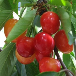 Descrizione e caratteristiche delle varietà di ciliegie Tenerezza, piantagione e caratteristiche di cura