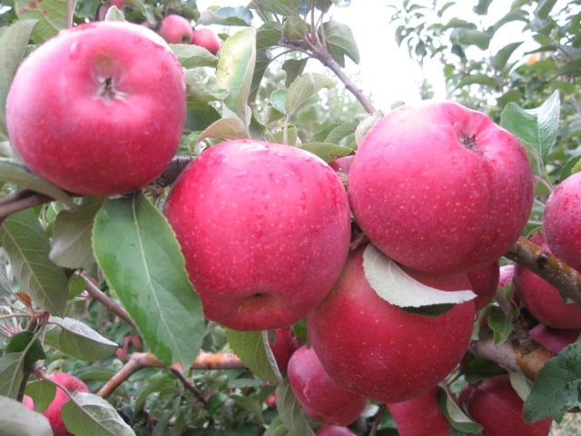 jabłko Kubanskoe_bagryanoe