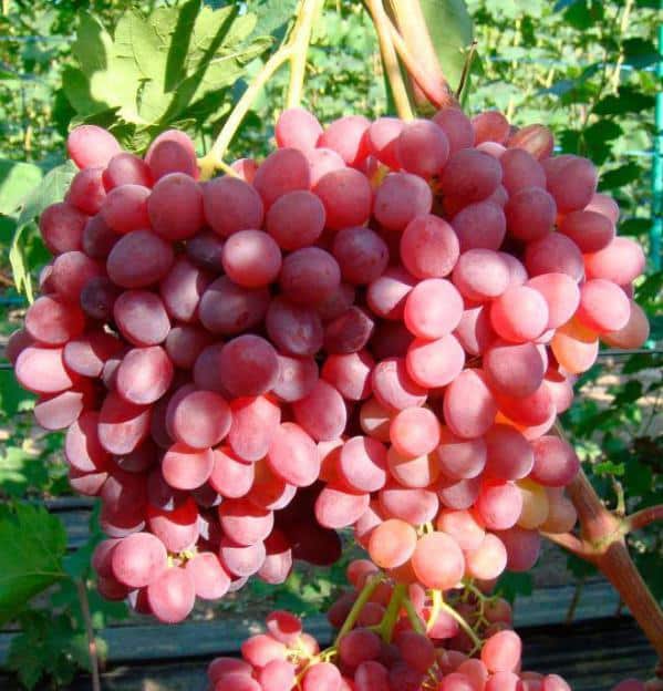 uvas maduras