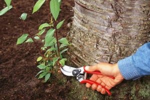 Jak walczyć i pozbywać się kiełków wiśni w ogrodzie na miejscu na zawsze własnymi rękami