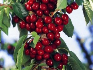 Description of varieties of columnar cherries, features of their planting and care, how to prune