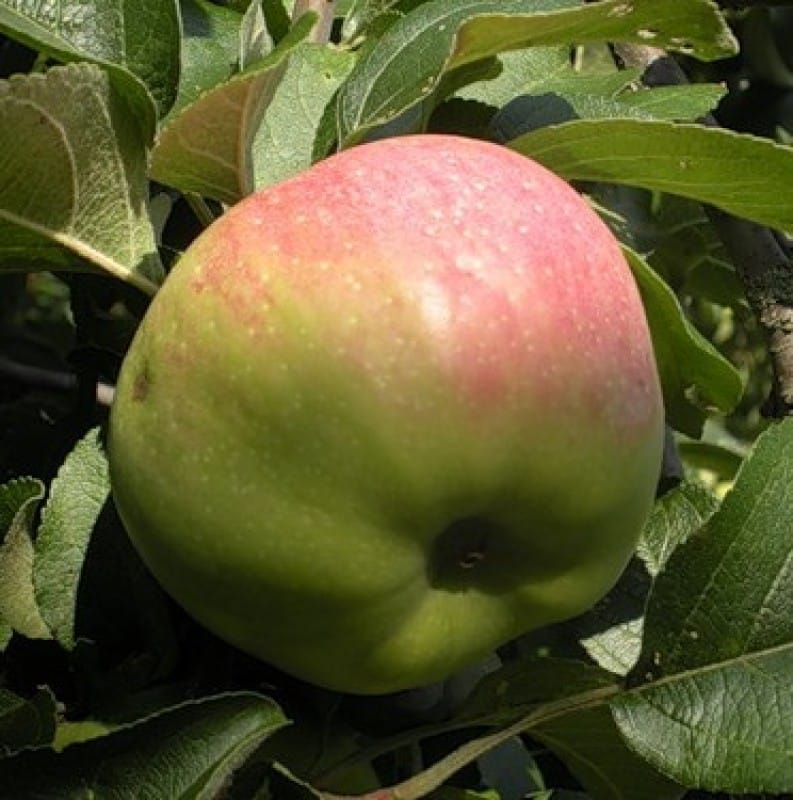 elma ağacı kahramanı