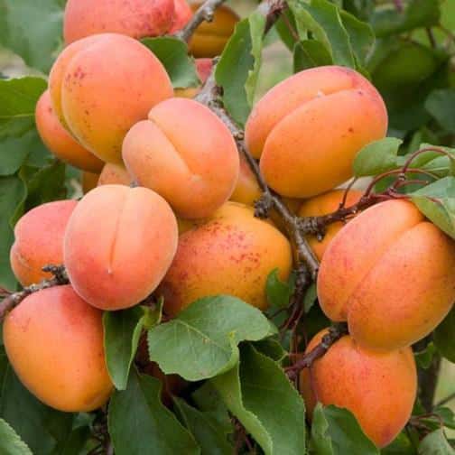 aprikožu medus
