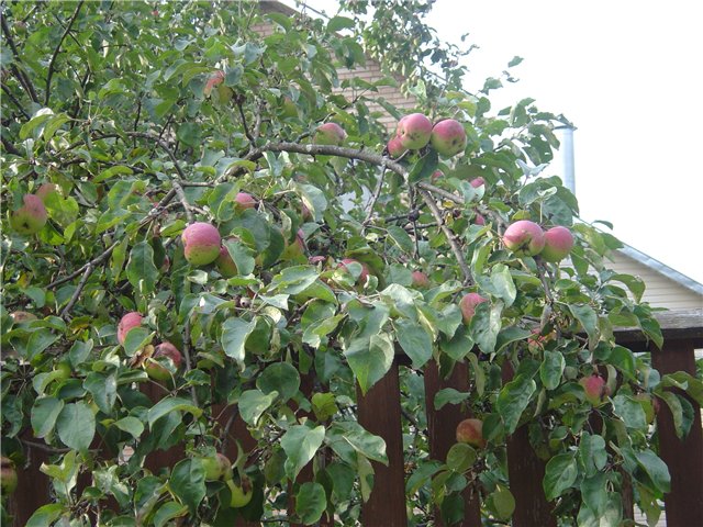Persischer Apfelbaum
