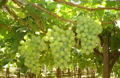grožđe harold