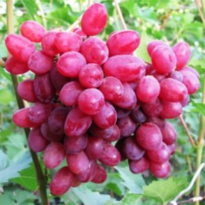 Características de la variedad de uva Sofia, descripción de las características de fructificación y cultivo.