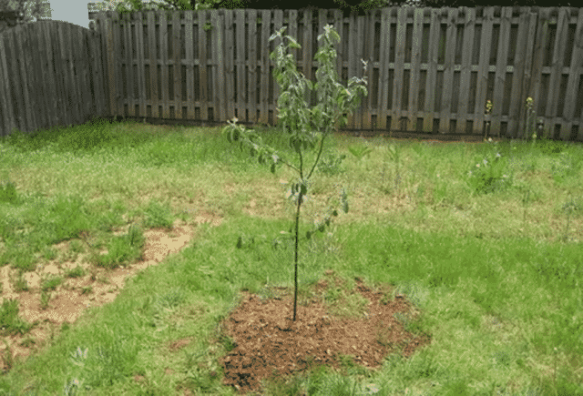 plante et æbletræ