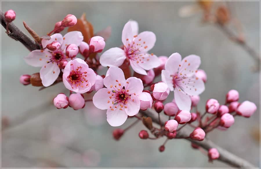 albicocca in fiore