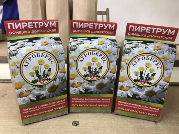 Infusion of pyrethrum