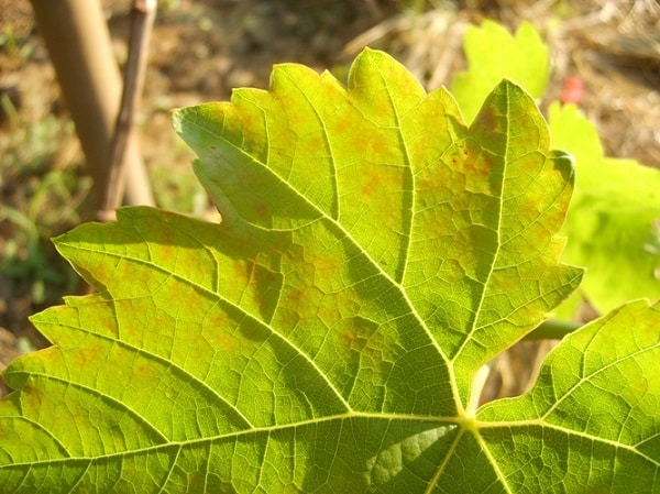 grape leaves turn yellow