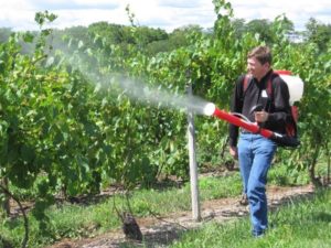 Kā un kā smidzināt vīnogas jūlijā ārstēšanai pret slimībām un kaitēkļiem