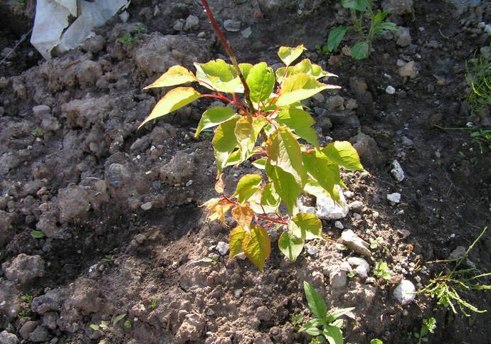 planted apricot