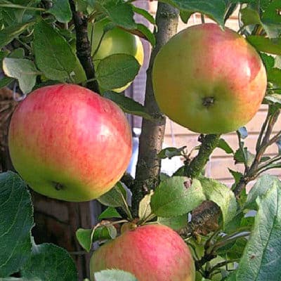 säulenförmige Apfelwährung