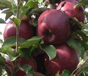 Beschrijving van de scharlaken variëteit van appels Kubanskoe Crimson en kenmerken, voor- en nadelen
