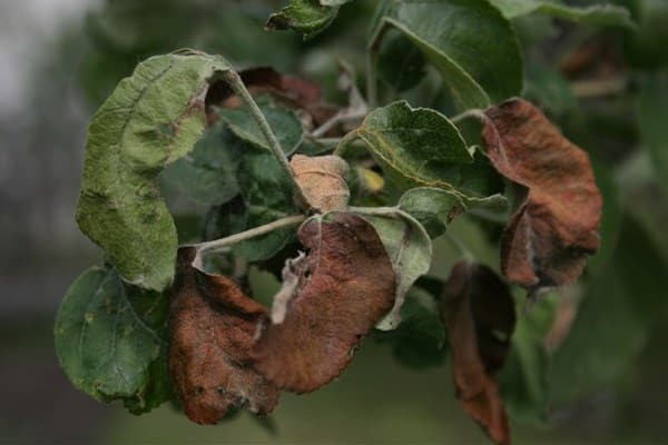 obuolių lapų susukimas ir numetimas