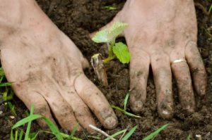 Normes per plantar, cultivar i tenir cura del raïm als Urals a l’estiu per a principiants