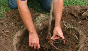 How to properly plant cherry seedlings in spring, summer and autumn, care rules