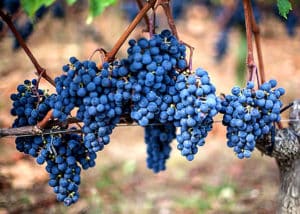 Descrizione e caratteristiche dell'uva Merlot, suoi vantaggi e svantaggi