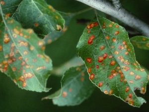 Cauzele apariției petelor brune pe frunzele unui măr și modul de tratare a bolii