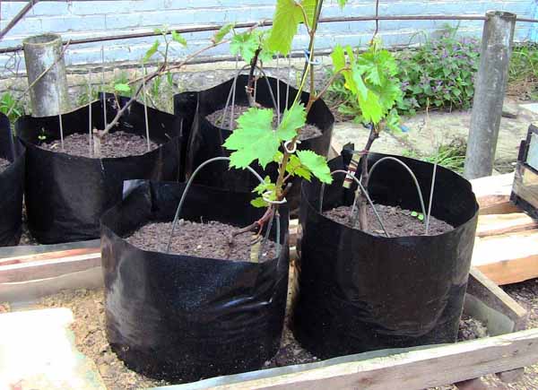 sadzenie winogron