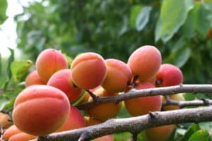 Kenmerken van de Champion of the North-abrikozenvariëteit, beschrijving van fruit en vorstbestendigheid