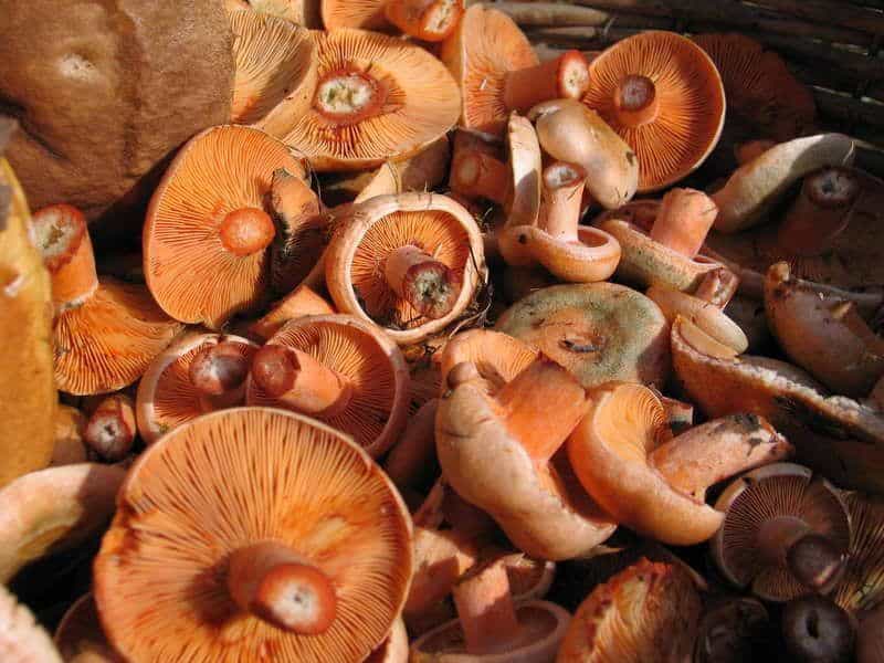 печурке