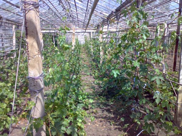 krzewy winogronowe w szklarni