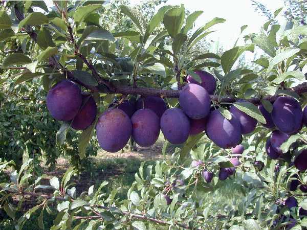 plum tree branch