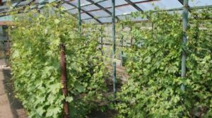 Uzgoj i briga za grožđe u moskovskoj regiji bez staklenika na otvorenom polju za početnike