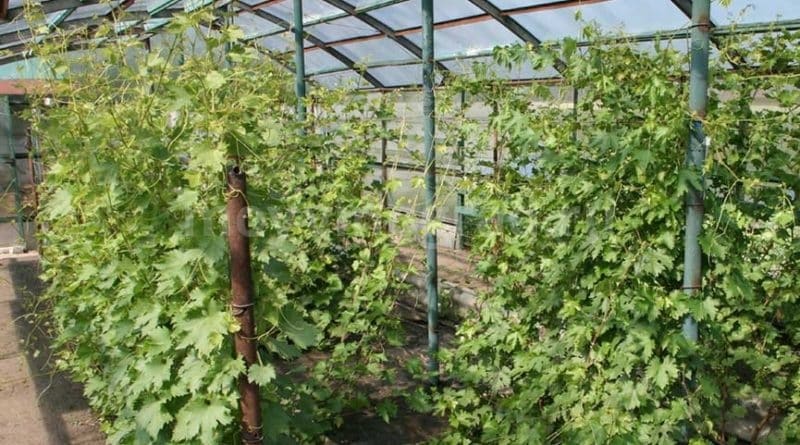 גידול ענבים בחממה