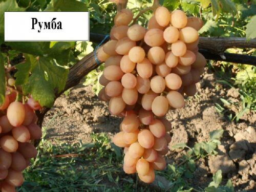 rumba grapes